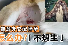 猫咪狗狗意外怀孕，不想让它生产，铲屎官怎么挽救呢？视频封面