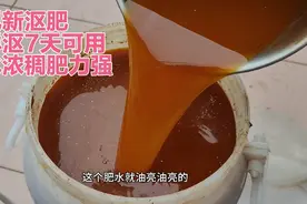 楼顶种菜:分享饼肥新沤法，这样沤7天可用，肥水浓稠肥力强视频封面
