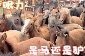 把马肉放驴肉锅是驴肉味放牛肉锅是牛肉味，每年480万匹马被屠宰视频封面