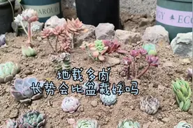宝妈把盆栽多肉栽到花园，利用家里废石头做装饰，最后效果好极了视频封面