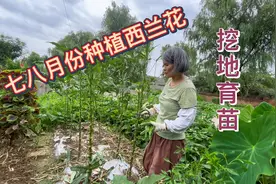 七八月份是种植西兰花的好时机，女主忙着挖地育苗，不能错过。视频封面