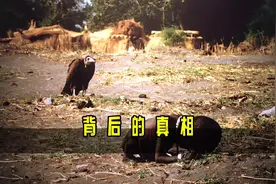 被秃鹫盯着的女孩，结局非常悲惨！视频封面