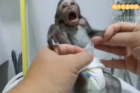 印尼老表新购入的爱猴太脏了，回来先清洗一下身上的污垢和细菌。视频封面