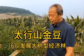 你对酸枣大树型经济林什么看法？山地荒地多的留大树型有什么优势视频封面