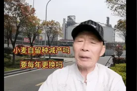 小麦自留种影不影响产量？要不要每年更换？很多农友搞不清楚。视频封面