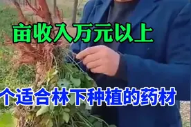农村有山林土地，可以种植这4种药材，投入小，收益快，利润高视频封面