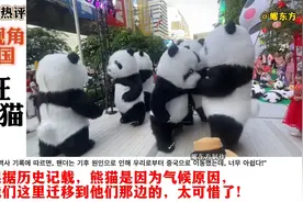 韩国：根据历史记载，熊猫是因为气候迁移到中国的，太可惜了！视频封面