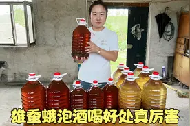 雄蚕蛾泡酒喝，作用真厉害，解决不少人的问题，老祖宗智慧真实用视频封面