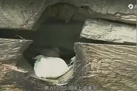 神秘男孩竟长出猪尾巴！成年后体重超千斤视频封面