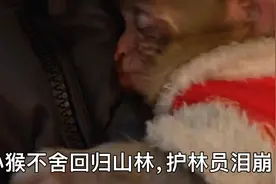小猕猴受伤落单被护林员救助，小猴不舍回归山林视频封面