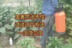 蔬菜招了虫害难防治？用这个方法试一试，一次顶三次视频封面