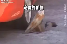 狗🐶靠近汽车🚗轮胎以后出现异常，这是究竟怎么了？你们知道吗？视频封面
