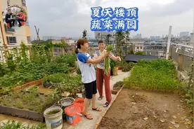 大姐在楼顶种菜有一套，20公分土层，夏天种出满园蔬菜视频封面