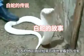 白蛇的故事视频封面