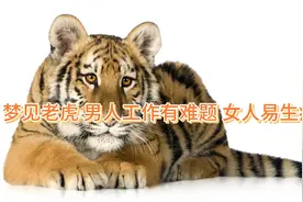 梦见老虎 男人事业有难 女人则会得病视频封面