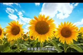那年夏天的相遇视频封面
