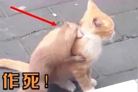 黄鼠狼作死挑衅猫咪，一口咬住猫咪的喉咙，接下来忍住不要笑！视频封面