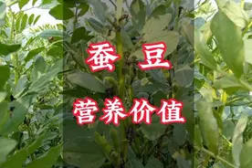 蚕豆的营养价值高，但不是人人都能吃的！视频封面