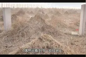 为什么僵尸都是出现在清朝时期？视频封面