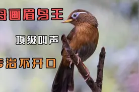 画眉鸟王，母鸟高品质叫声，声音清晰响亮，专治不开口，提性专用视频封面