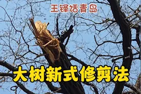 #新式修剪法# 树木修剪新方式！视频封面