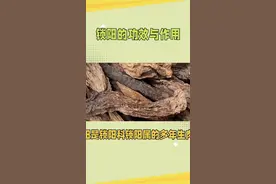 锁阳的功效与作用视频封面