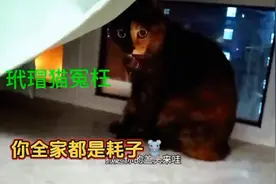 玳瑁猫躲猫猫惨遭奶牛猫戏耍，气的呜呜的：你全家才都是耗子呢视频封面