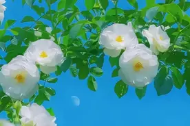 国歌词作者田汉，1968年被迫害致死，骨灰丢失，1975年开除党籍视频封面