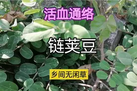 识草是宝：这个链荚豆居然是跌打克星，你认识它吗？
