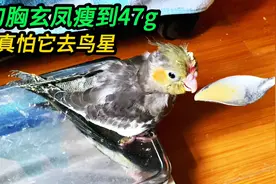 刀胸玄凤鹦鹉体重降至47克，真怕它去鸟星了，半毛幼崽太难养了