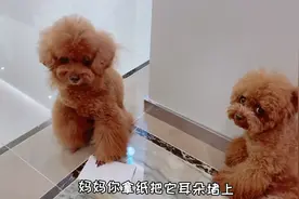嘟嘟被雷声吓得躲一边哇哇哭，艾米立马想了一个好主意视频封面