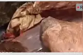 湖北发现神秘山洞，每年吐出上万斤活鱼，专家惊呼：这鱼不能吃！视频封面