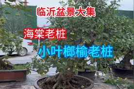 临沂盆景大集，老桩的海棠全部挂果，下霜后才变红，还有小叶榔榆视频封面
