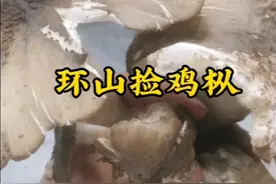 重庆渝北环山捡鸡枞