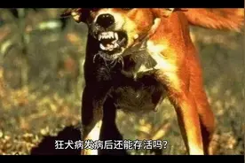 狂犬病发病后还能存活吗？视频封面