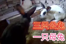 兔兔配种，三只公兔跟一只母兔如何交配？它们会发生什么故事？视频封面
