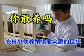 安徽小伙养200平方小昆虫，1斤120元，年收入160万，你敢养吗视频封面