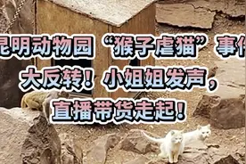 昆明动物园“猴子虐猫”事件大反转！小姐姐发声，直播带货走起！视频封面