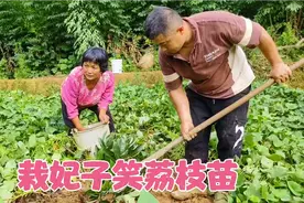 勇哥培育的妃子笑荔枝苗成活率达98%，真不错，有二十多棵视频封面