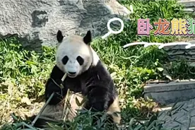 走317国道出藏经过卧龙千万不要错过“卧龙大熊猫苑神树坪基地”视频封面