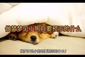 做梦梦见小狗将要预示的什么视频封面