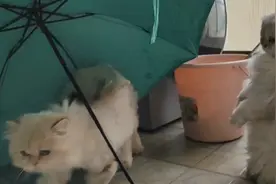 你知道吗猫一次交配时间周期为多少天？我家的猫猫真实情况告诉你视频封面