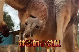 从只有花生米大小到行动自如，小袋鼠的吃喝拉撒都在育儿袋里完成视频封面