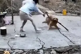 金毛开始以为要揍它呢，慌得一批，结果发现是去揍德牧，乐呵呵视频封面