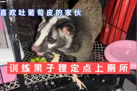 一口一个葡萄还吐皮，定点上厕所也有了效果视频封面