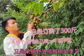野生猕猴桃没有打药没有加肥真正的天然水果，先自己摘几斤尝一尝视频封面