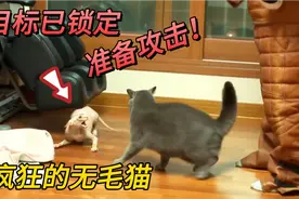 无毛猫发疯攻击主人，一家人每天全副武装，一不小心就会被猫抓伤视频封面