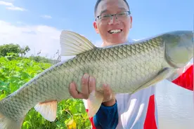 秋季野钓草鱼，一定要选择深水！4米浅水没口，换到7米位置中鱼！视频封面