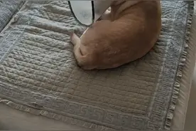 眼睛往上翻，不愿意视频封面