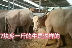 六千块一头的大水牛